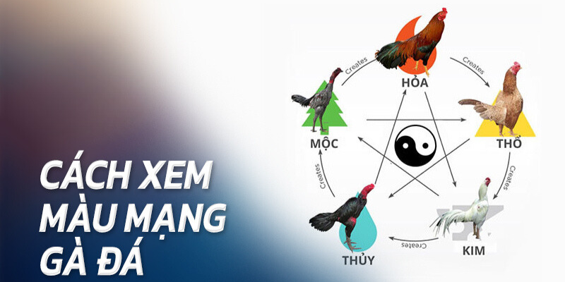 Mẹo chọn màu mạng gà đá theo ngũ hành